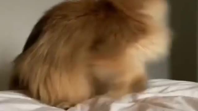 smoothiethecat Does your cat also play fetch? ⚽️