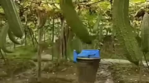 It_s great to see how people do farming.