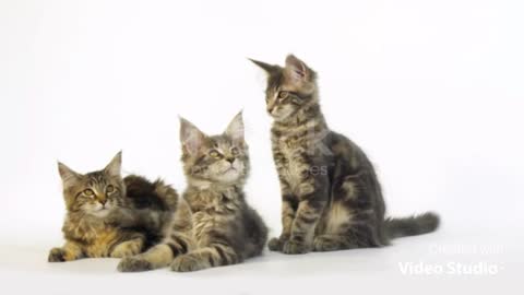 Three cats in a photo session.so cute.