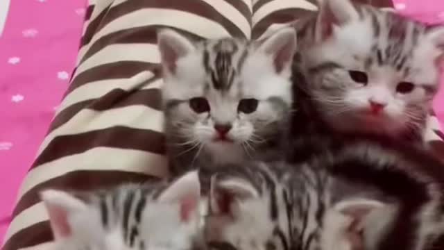 Cute and Funny Cat Videos Compilation - PART 4