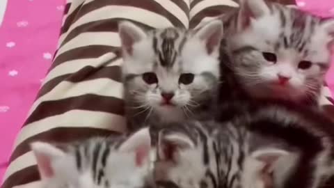 Cute and Funny Cat Videos Compilation - PART 4