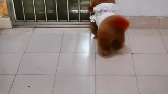 oo wow so amezing dog video