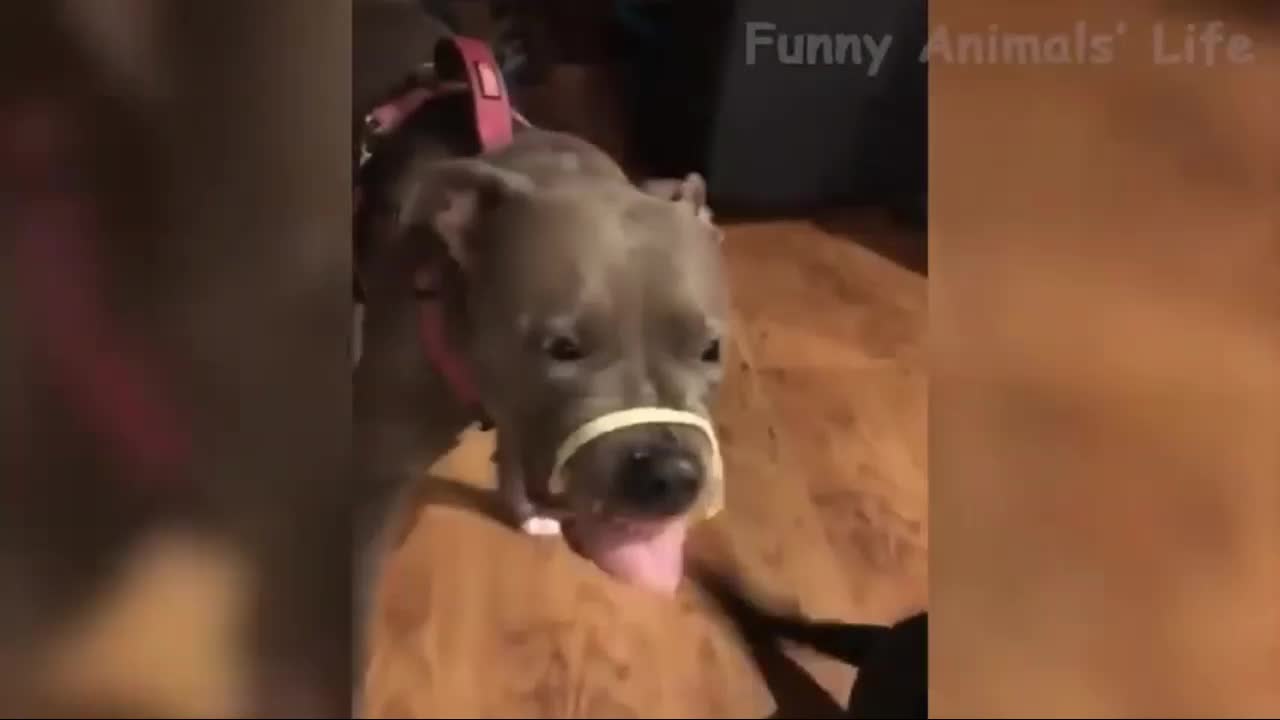 Video of The Dog's Mouth Trapped in His Own Food