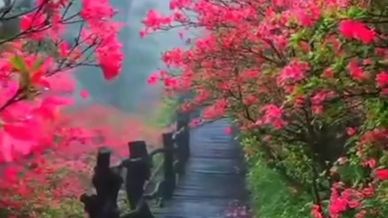 best nature status with song pink flowers