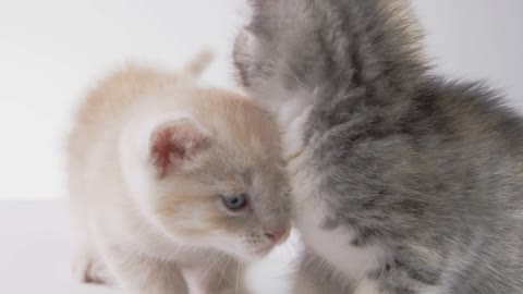 Two Cute Kittens on White Background