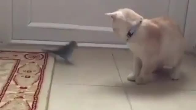 Funny pet