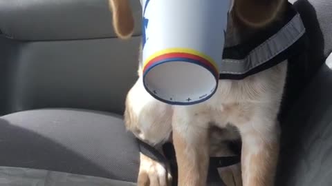 Beagle gets face stuck in cup