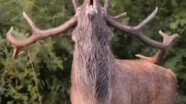 Wonderful animal moment