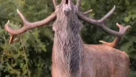 Wonderful animal moment