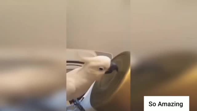 Funny Parrot Sing a Tune | Birds Playing Videos