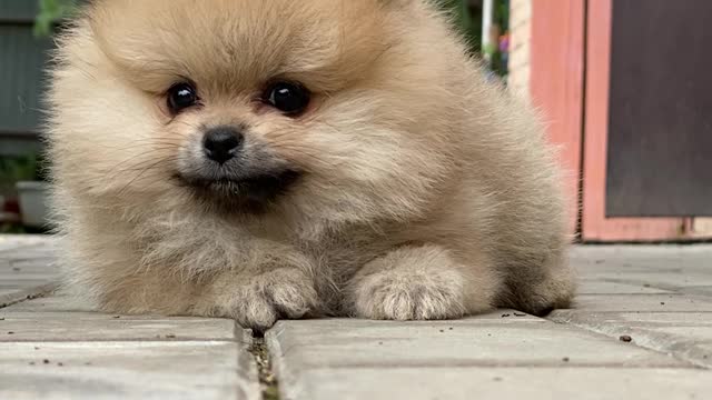 Cute little dog