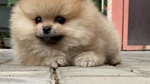 Cute little dog