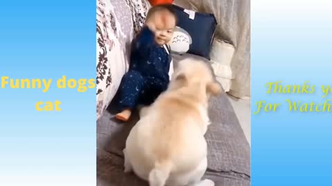 Funny dogs cat