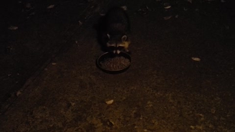 These are my raccoons ...eating cat food