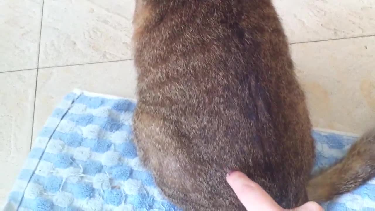 Funny video cat