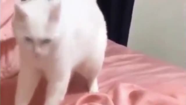 Funny cute cat's dance moves 😍🤣