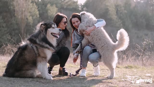 Cute dogs on road site play 🐶