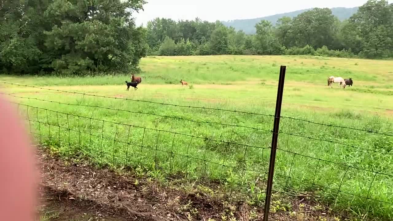 Colt plays with dogs