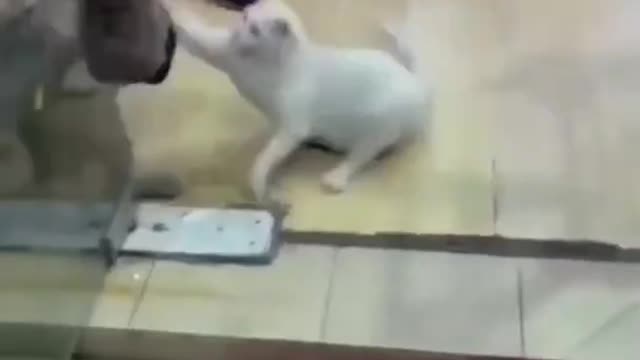 Cat dog fighting Cat having fun with Dog