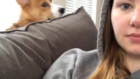 Corgi sticks head over grey couch cushion zooms in