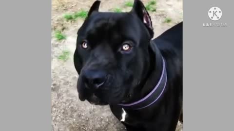 Black pitbull panther breed.