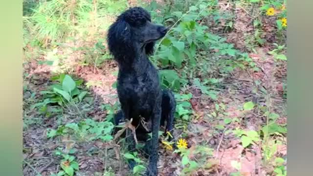 Song birds so loud that they hurt poodles ears!