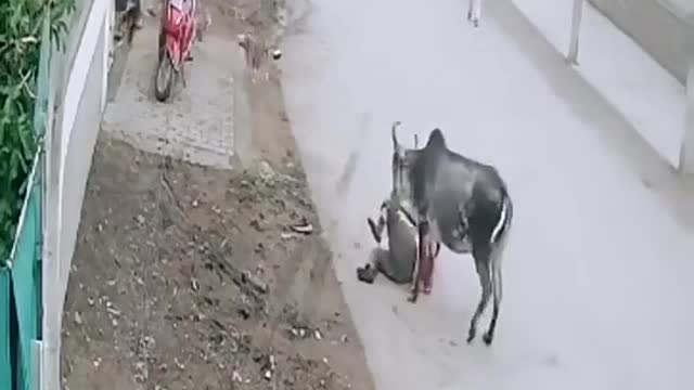 Bull attack to man