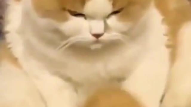 Funniest Cat Videos That Will Make You Laugh - Funny Cats and Dogs Videos