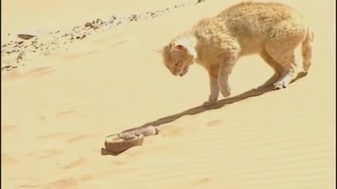 Cat VS Desert