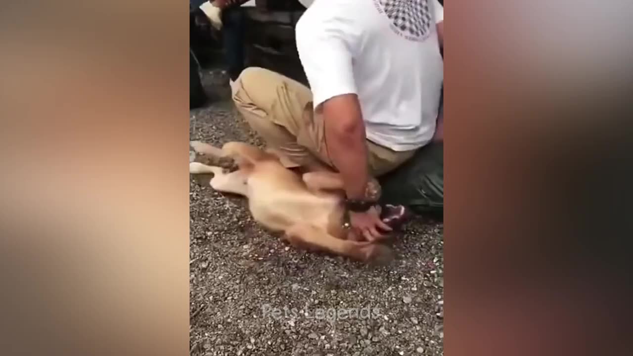 Funny cats and dogs moments 😂♥️