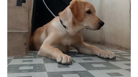 Labrador Training :How To Train " No " command to puppy or dod
