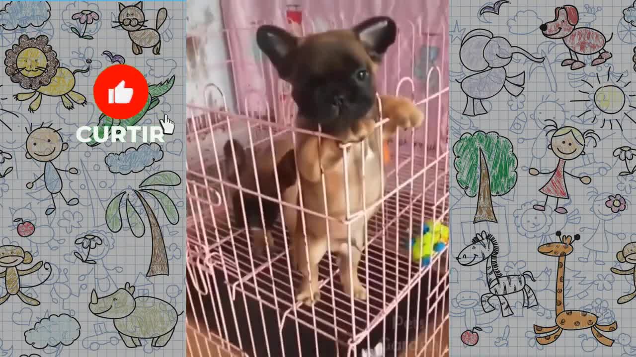 The Funniest and Cutest Animals on the Internet - Collection