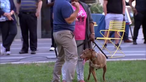 DOG TRAINING #19