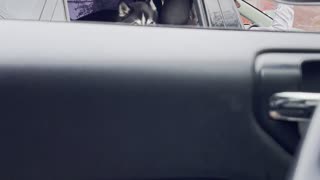 A dog & A car