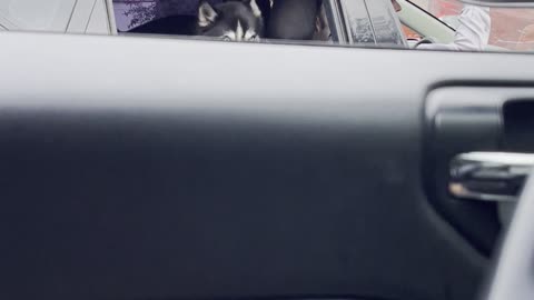 A dog & A car