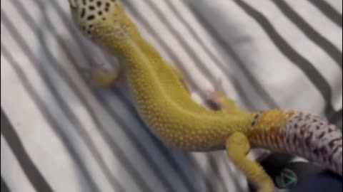 Is this a lizard? I don't like the look of it