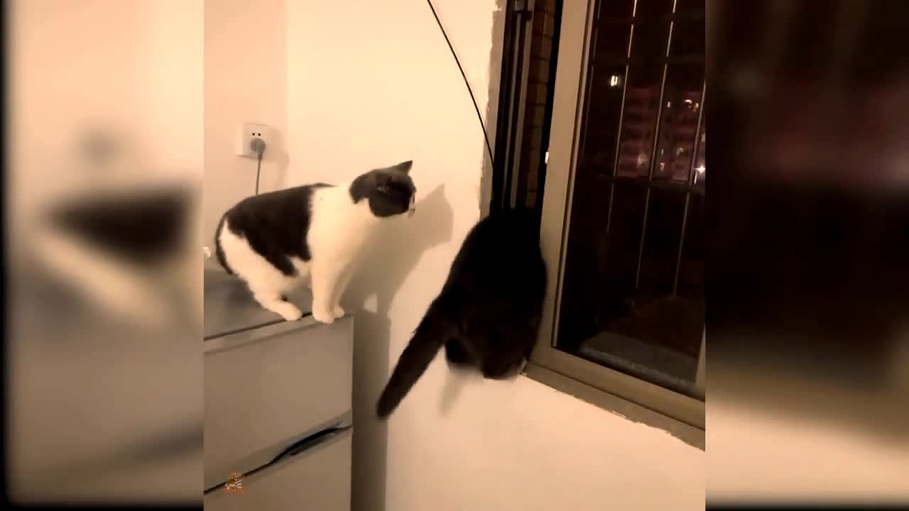 Baby Cats- cute and funny cat videos compilation