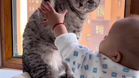 Beautiful cat playing with my baby.🤨😲