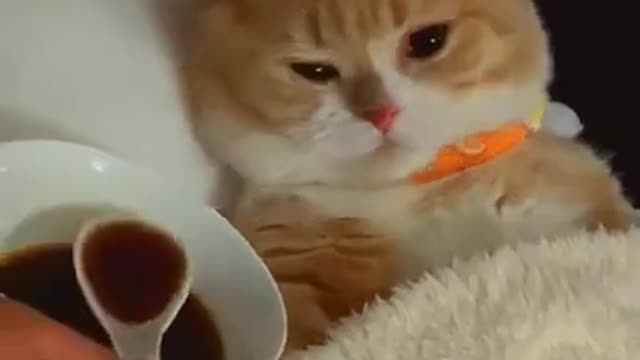 A sick cat does not want soup