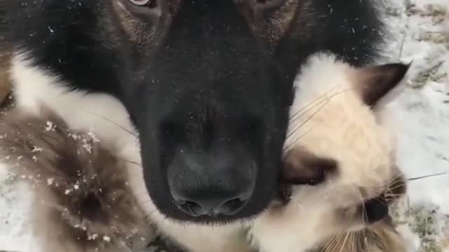 The dog is friends with the cat♥♥♥♥♥