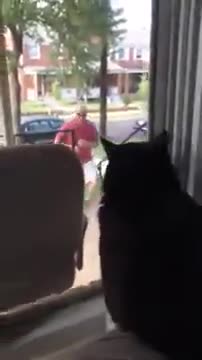 This Cat Was None To Happy When Owner Brought New Dog Home