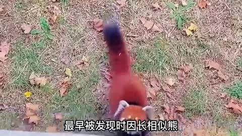 Nine-section wolf red panda