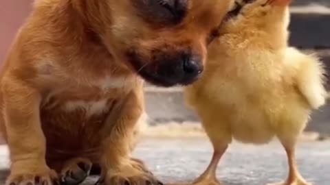 Funny dog and little chicken video