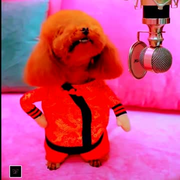 ,funny puppies | funny dogs | funny dog videos