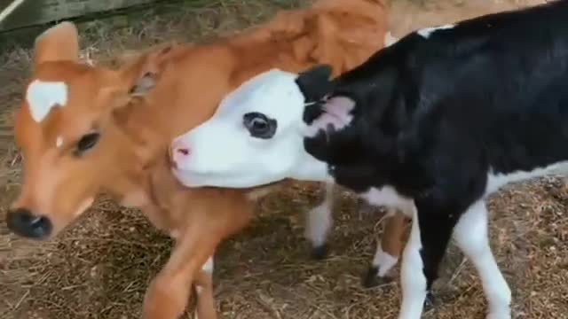 Cows videos captions