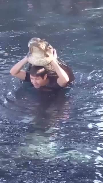Swimming with an alligator