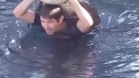 Swimming with an alligator