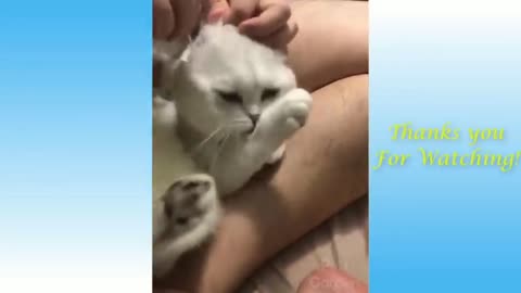 Funny and cute cat's life