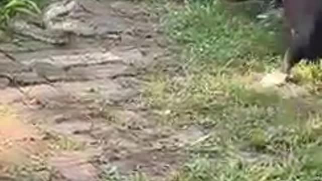 Pitbull vs Snake