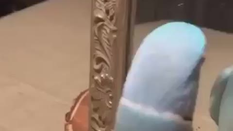 Funny parrot in the mirror